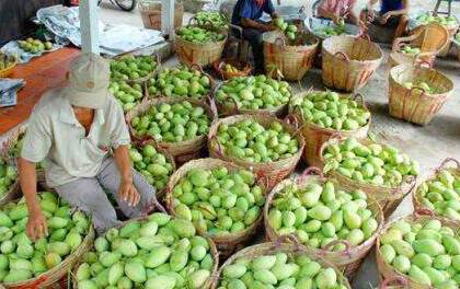 40153_dong-thap-gia_nw